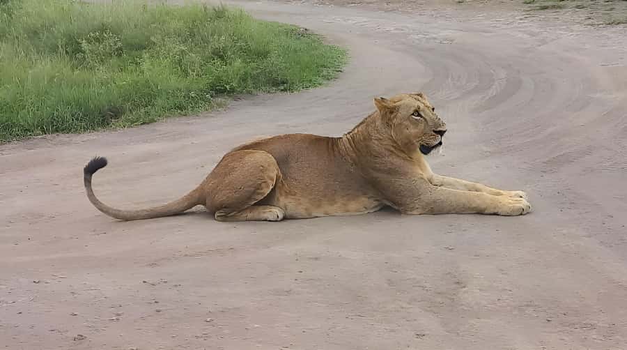 Nairobi: Half-Day Game Drive at Nairobi National Park - What to bring, and what matters most in an open vehicle