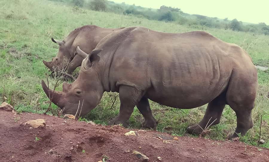 Nairobi: Half-Day Game Drive at Nairobi National Park - Price, park entry, and whether this is good value