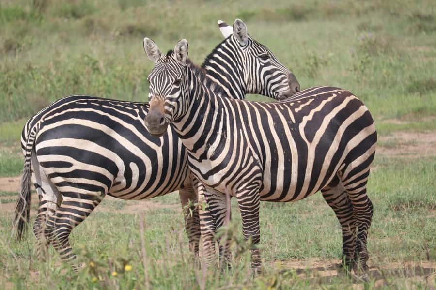 Nairobi: Half-Day Game Drive at Nairobi National Park - From hotel pickup to the park roads, what your ride is like