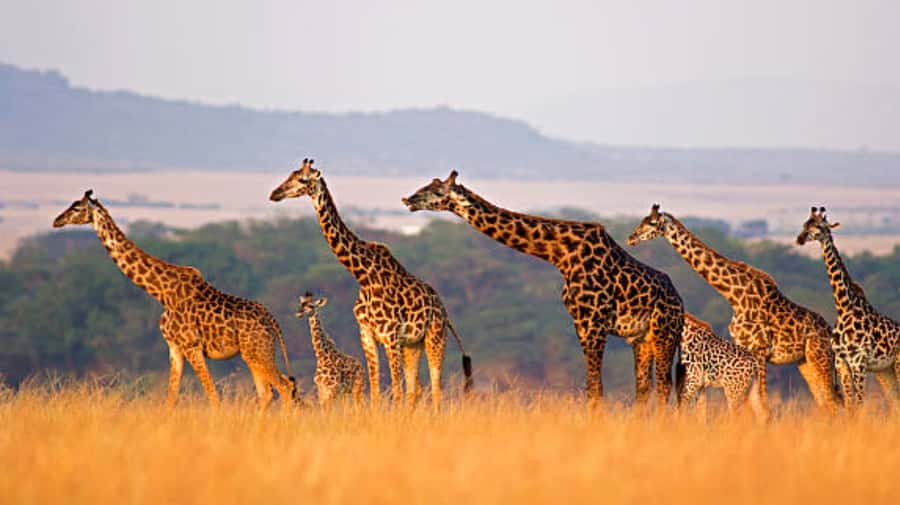 Nairobi: Half-Day Nairobi National Park Private Safari - Key points I’d plan around