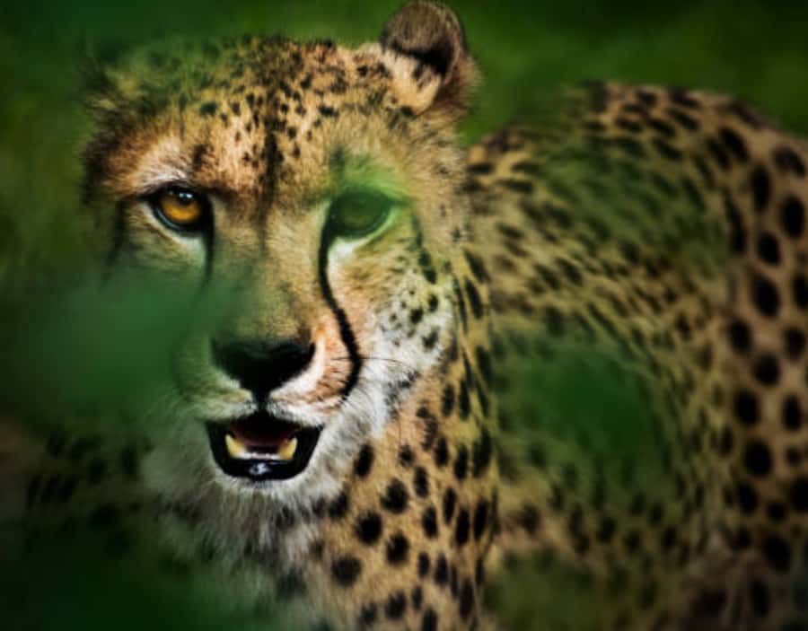 Nairobi: Half-Day Nairobi National Park Private Safari - Nairobi National Park in 5 hours: what you can realistically expect