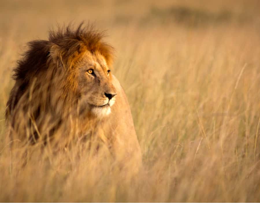 Nairobi: Half-Day Nairobi National Park Private Safari - Scenic stops that turn the drive into a story