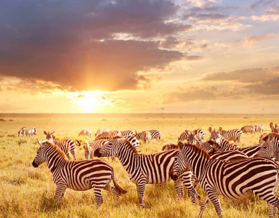 Nairobi: Half-Day Nairobi National Park Private Safari - What’s included, what’s not, and how to judge value