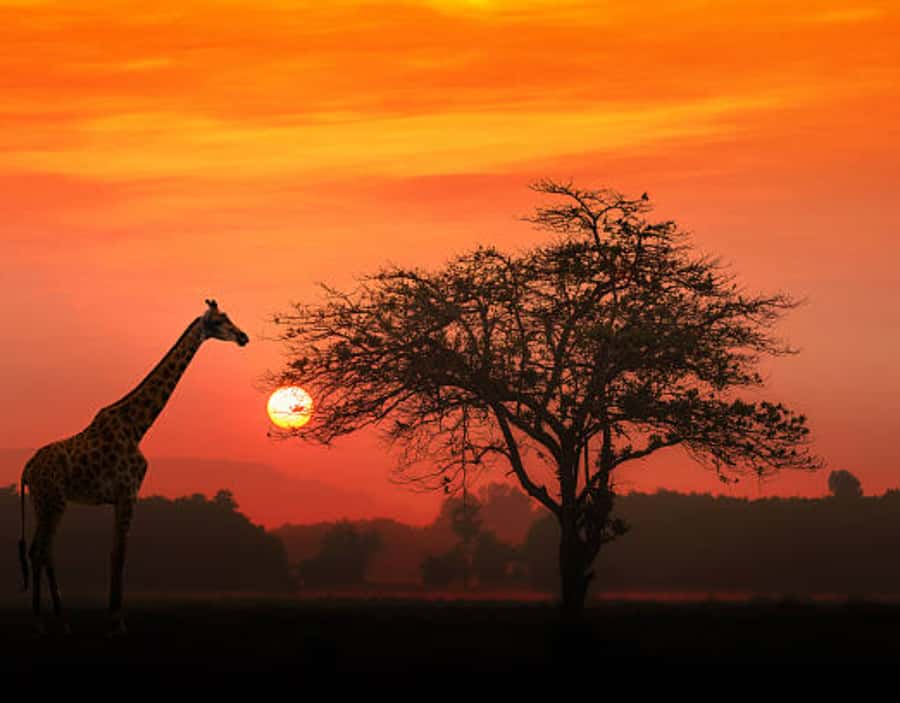 Nairobi: Half-Day Nairobi National Park Private Safari - When this safari is a great fit (and when it’s not)