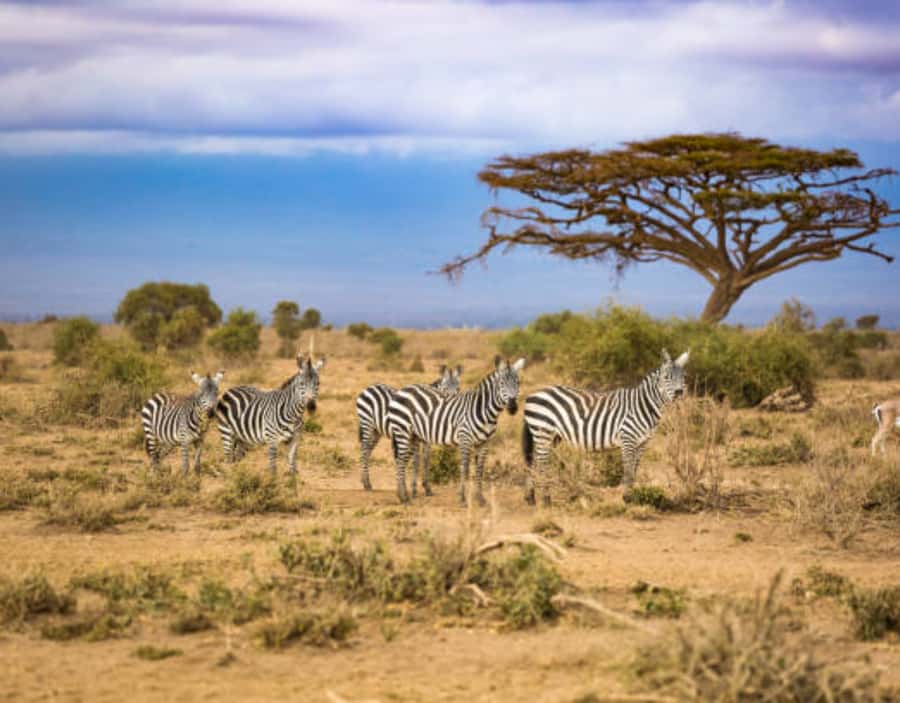 Nairobi: Half-Day Nairobi National Park Private Safari - What to bring so the day feels smooth