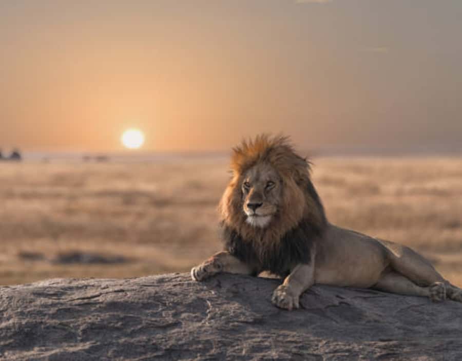 Nairobi: Half-Day Nairobi National Park Private Safari - My booking advice: should you book this Nairobi National Park safari?