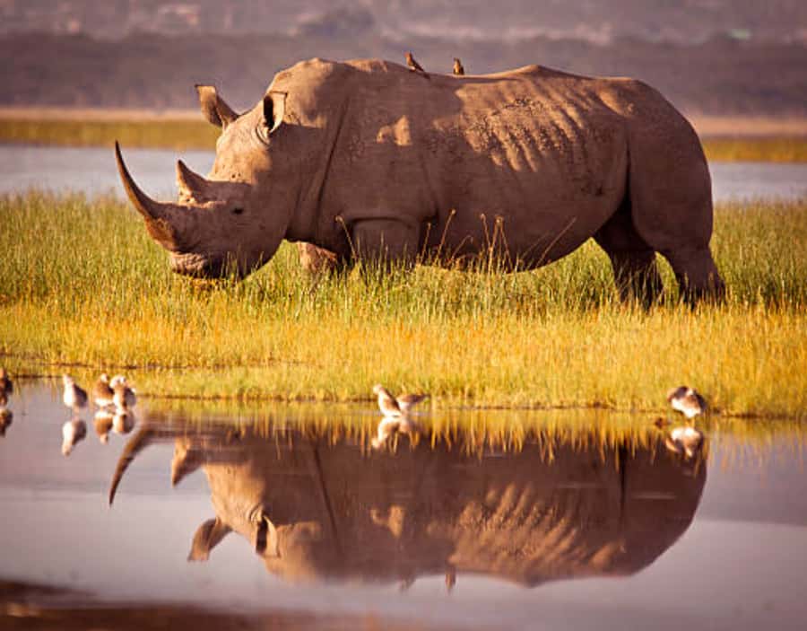 Nairobi: Half-Day Nairobi National Park Private Safari - The game drive: how the guide makes your time count