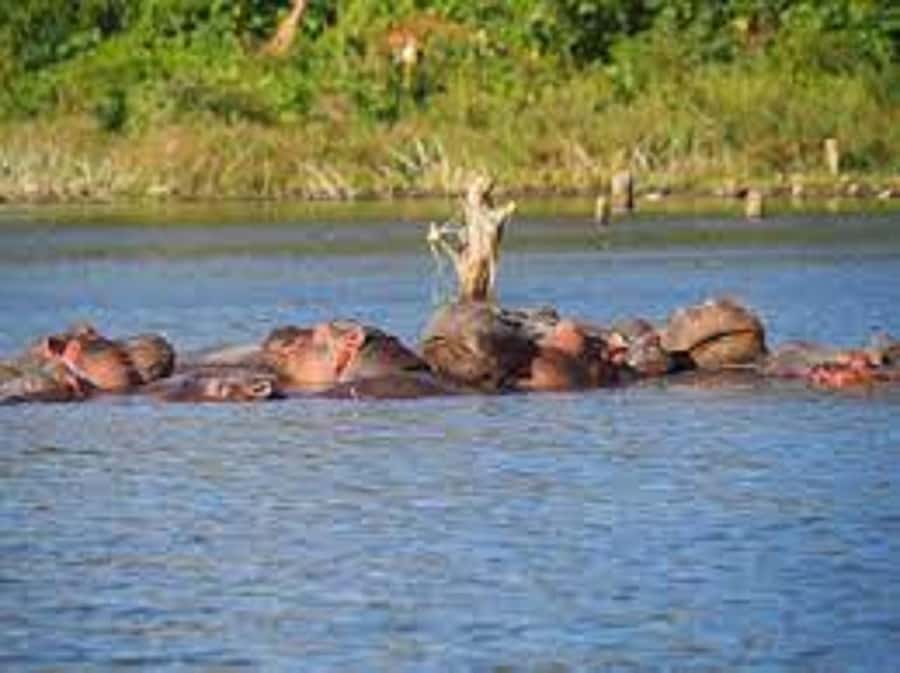 Nairobi: Hell's Gate National Park and Lake Naivasha Day … - Logistics that matter: pickup points, cash, and no drones
