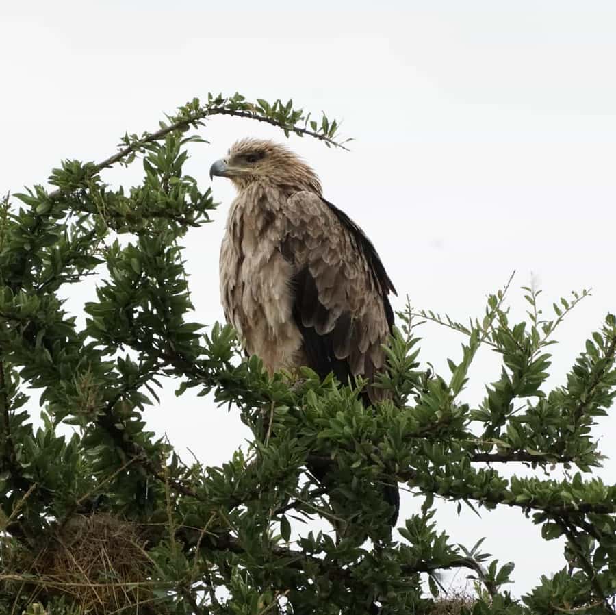 Nairobi: Hell's Gate National Park and Lake Naivasha Tour - Key points before you go