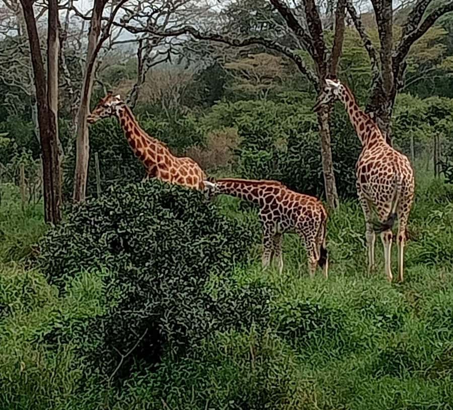 Nairobi: Hell's Gate National Park and Lake Naivasha Tour - A full day of biking, gorge walking, and hippo watching
