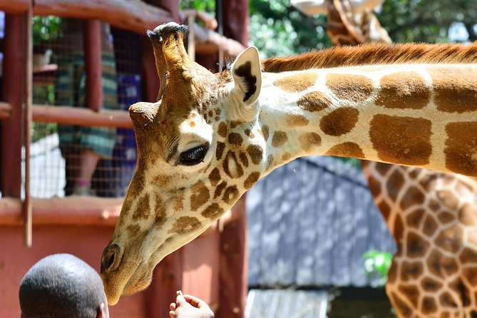 Nairobi Highlights: Karen Blixen, Beads Factory & Giraffe Center Day Tour - Quick Takes Before You Go