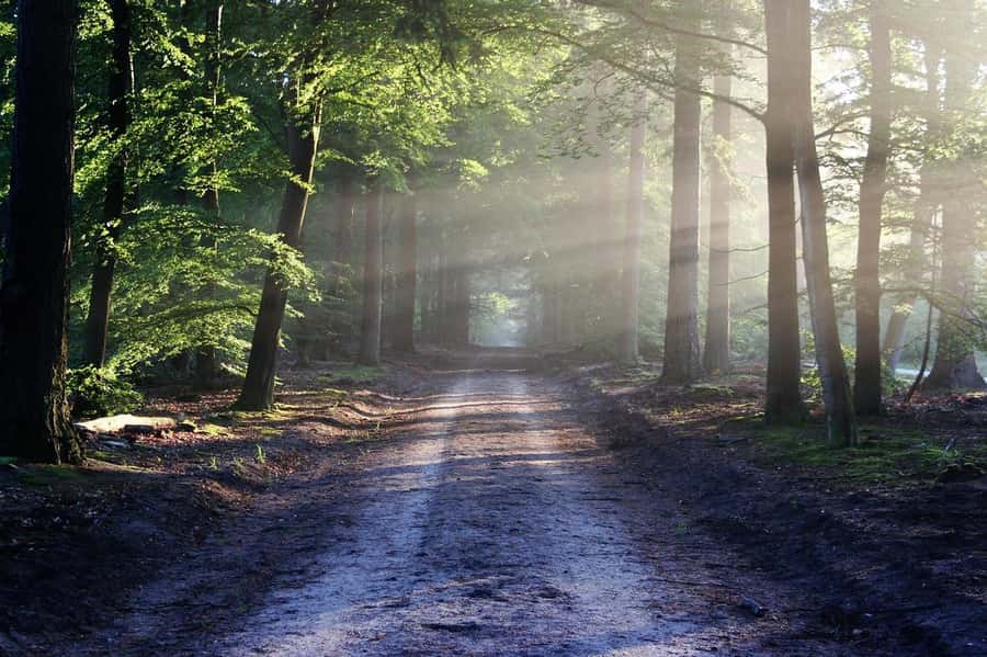 Nairobi: Karura Forest Guided Walking Tour - Key things I think you’ll love most
