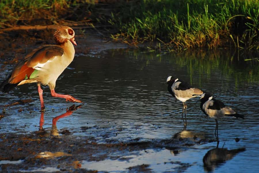 Nairobi: Karura Forest Guided Walking Tour - The bamboo trail, monkey canopy moments, and learning to notice