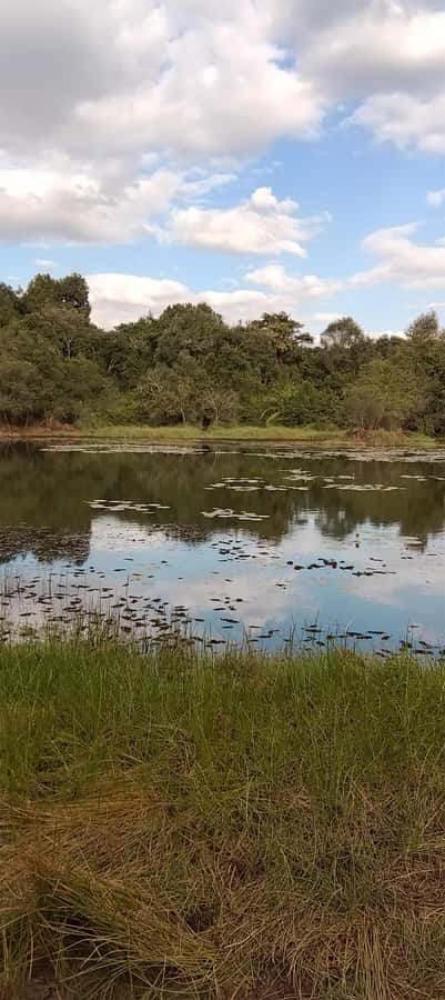 Nairobi: Karura Forest Guided Walking Tour - “Roots of resistance” meets “rivers of peace”: why the slow pace works