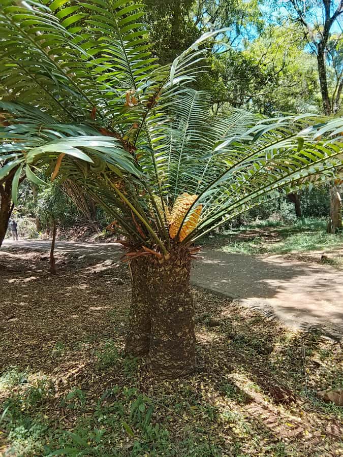 Nairobi: Karura Forest Guided Walking Tour - Weather and comfort: what to plan for so you enjoy it even in rain