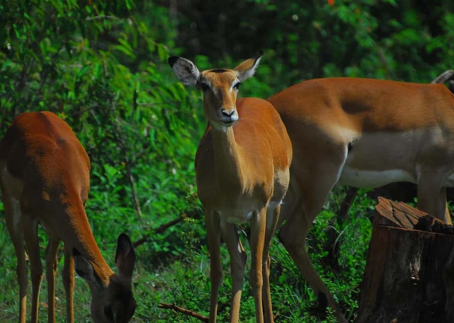 Nairobi: Karura Forest Guided Walking Tour - Price and what $51 really buys you for 3 hours