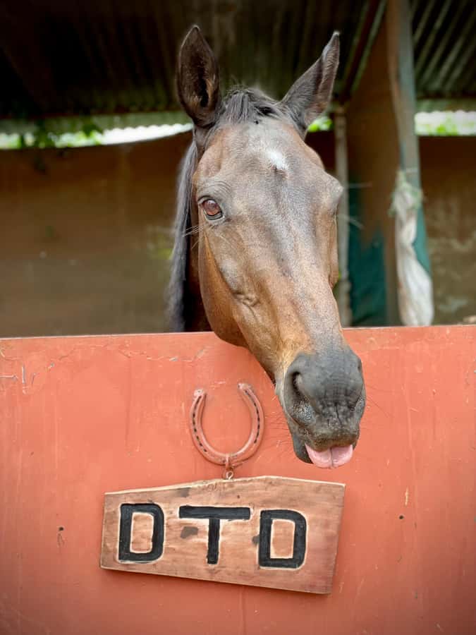 Nairobi: Karura Forest Horseback Riding Tour - Key things to know before you go