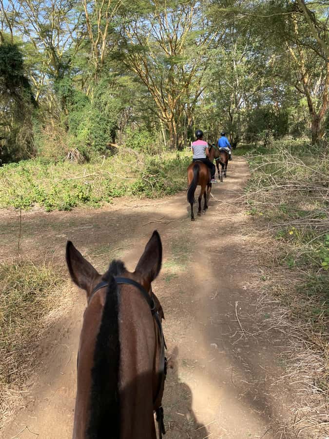 Nairobi: Karura Forest Horseback Riding Tour - What you’ll see inside Karura Forest, rivers, ponds, and small wildlife