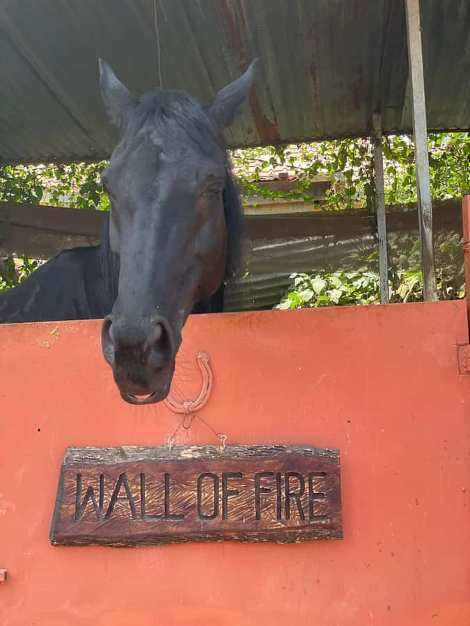 Nairobi: Karura Forest Horseback Riding Tour - Choosing clothes, bringing ID, and riding even when the weather shifts