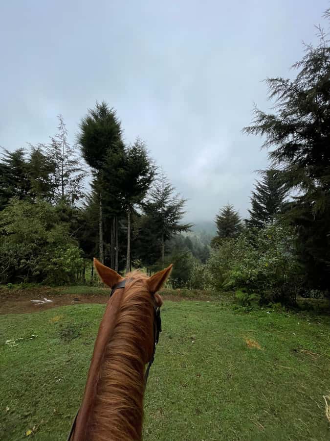 Nairobi: Karura Forest Horseback Riding Tour - Should you book this Karura Forest horseback ride?