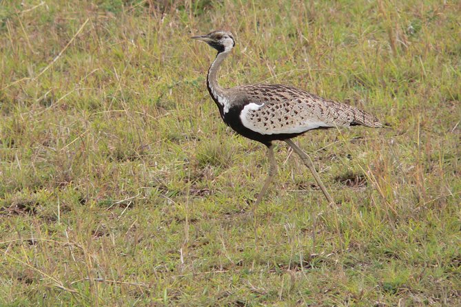 Nairobi layover - Nairobi National Park Safari, Right Inside the Capital