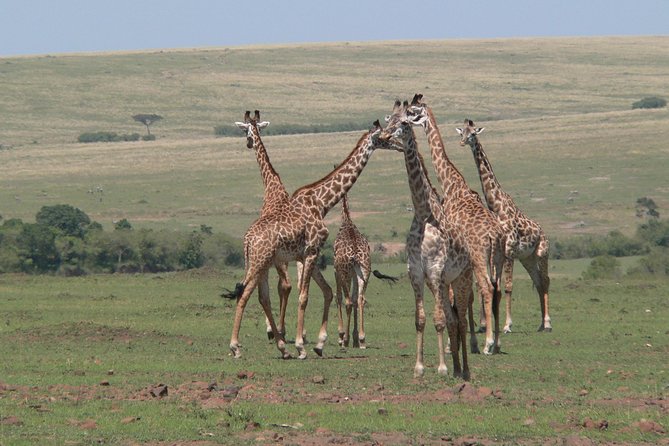 Nairobi layover - What You Might Spot: Lions, Rhinos, and That Nairobi Skyline Effect
