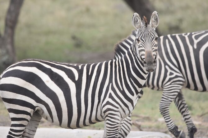 Nairobi layover - Riding in a Private Vehicle and Getting Help Finding Animals