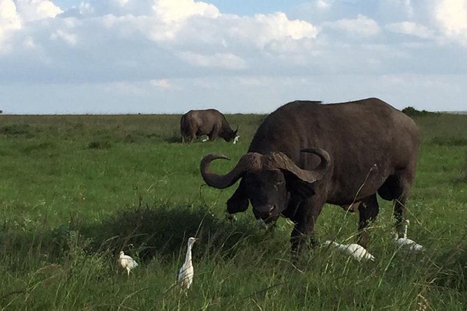 Nairobi layover - The Main Stop at Nairobi National Park: What Happens on the Ground
