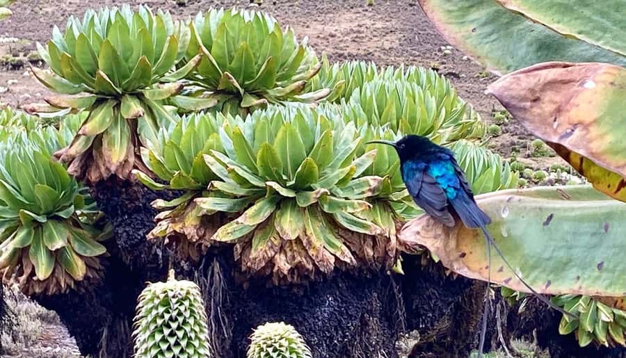Nairobi: Mount Kenya Day Hike with Lunch - Pickup at 6:00am and the drive toward Naro Moru Gate