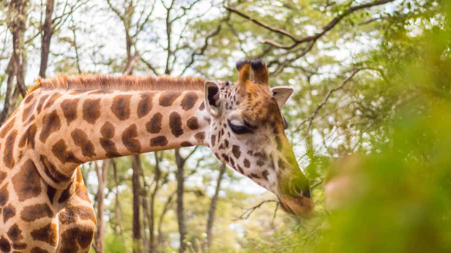 Nairobi: Museum, KICC, Giraffe Centre & Bomas of Kenya Tour - Faith as a guide: why a good driver changes the whole day