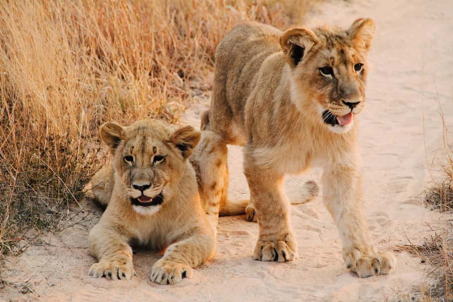 Nairobi : Nairobi National Park: 5- hours Guided Game Drive - Key highlights to clock right away