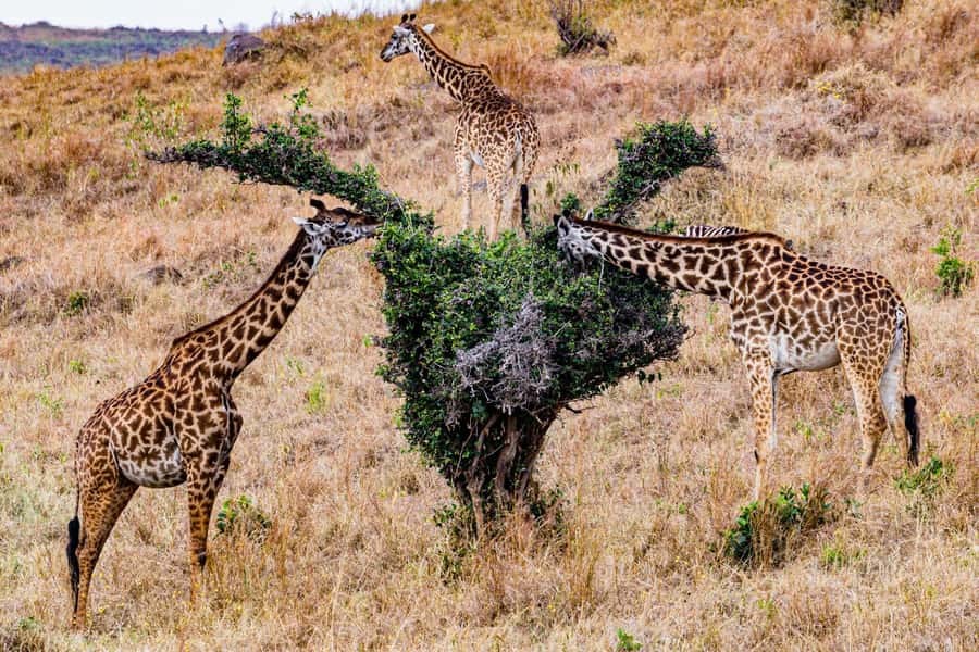 Nairobi : Nairobi National Park: 5- hours Guided Game Drive - The rhino question: black rhinos and Grevy’s zebras