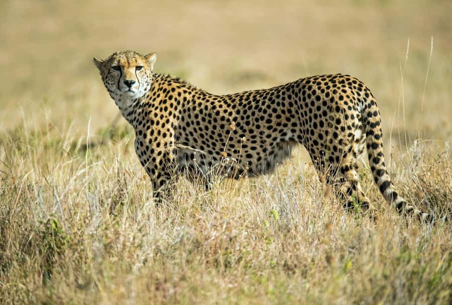 Nairobi : Nairobi National Park: 5- hours Guided Game Drive - How the guide changes the day (Tasha and George)