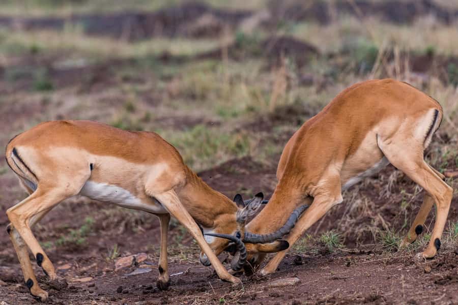 Nairobi : Nairobi National Park: 5- hours Guided Game Drive - Photo time, binoculars, and how to scan without getting dizzy