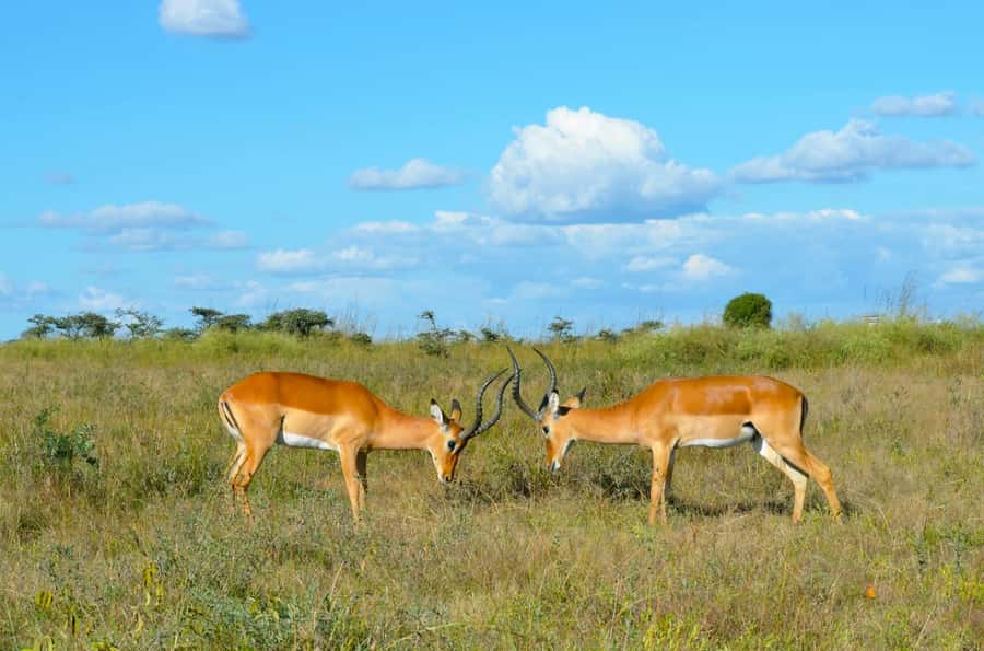 Nairobi : Nairobi National Park: 5- hours Guided Game Drive - Price and entrance fees: what value really looks like