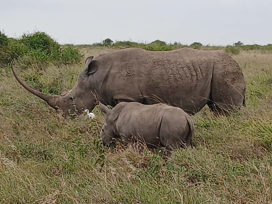 Nairobi : Nairobi National Park: 5- hours Guided Game Drive - Who this tour suits best