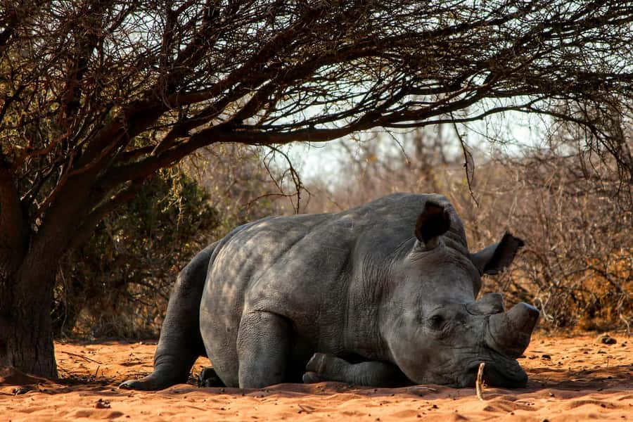 Nairobi : Nairobi National Park: 5- hours Guided Game Drive - The 5-hour plan that actually fits a schedule