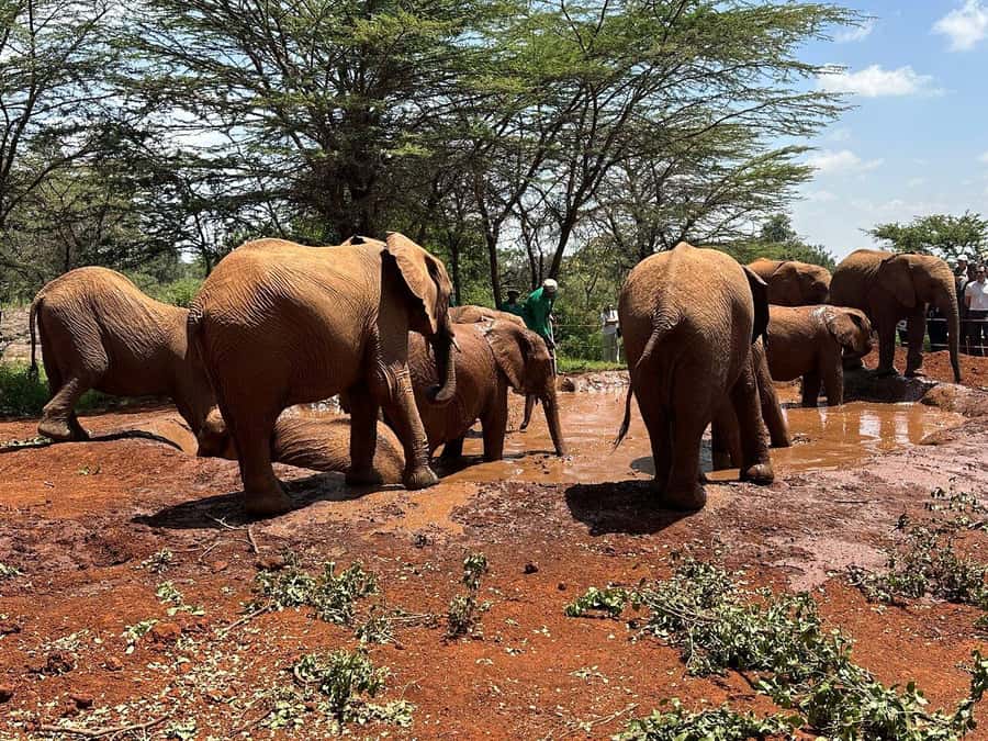 Nairobi:Nairobi national park,David sheldrick,GiraffeCenter - Key points at a glance
