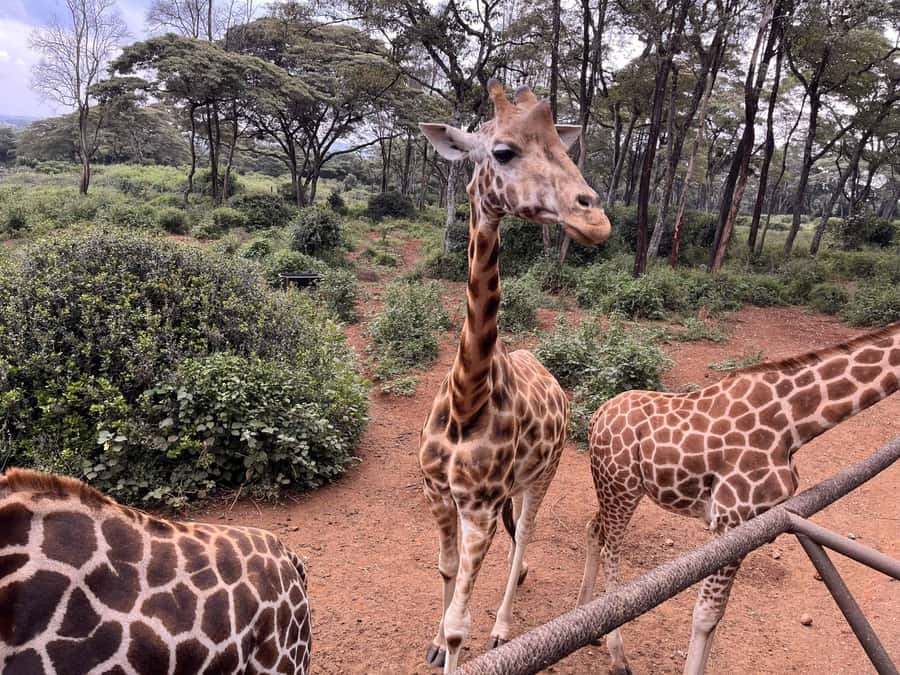 Nairobi:Nairobi national park,David sheldrick,GiraffeCenter - Why this Nairobi wildlife combo works so well
