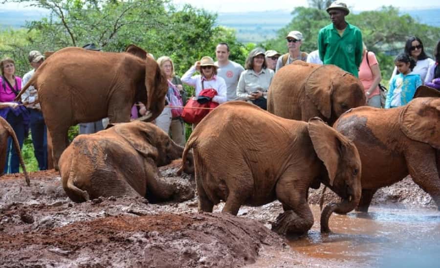 Nairobi:Nairobi national park,David sheldrick,GiraffeCenter - David Sheldrick Wildlife Trust viewing hour: orphan-elephant stories and welfare focus