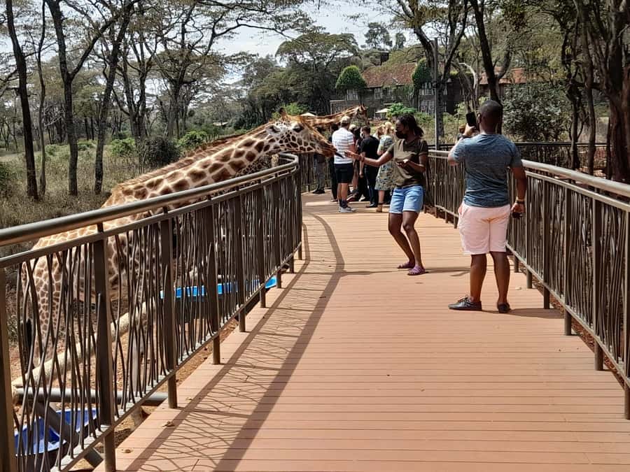 Nairobi:Nairobi national park,David sheldrick,GiraffeCenter - Who should book this tour, and who might prefer a different plan