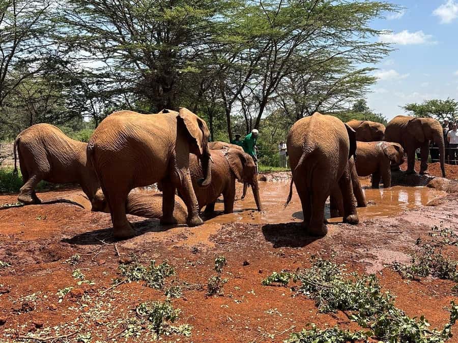 Nairobi:Nairobi national park,David sheldrick,GiraffeCenter - Should you book this Nairobi half-day wildlife and conservation tour?