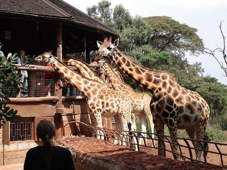 Nairobi:Nairobi national park,David sheldrick,GiraffeCenter - The 6.00am pickup and Nairobi National Park game drive (Big Five time)