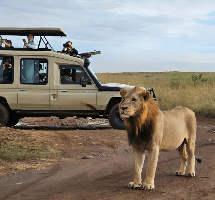 Nairobi: Nairobi National Park Half-Day Game Drive - Wildlife viewing that can include lions, rhinos, giraffes, zebras, and buffaloes