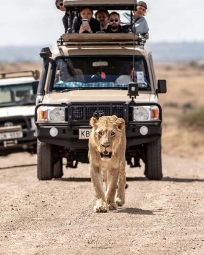 Nairobi National Park Half-Day Game Drive