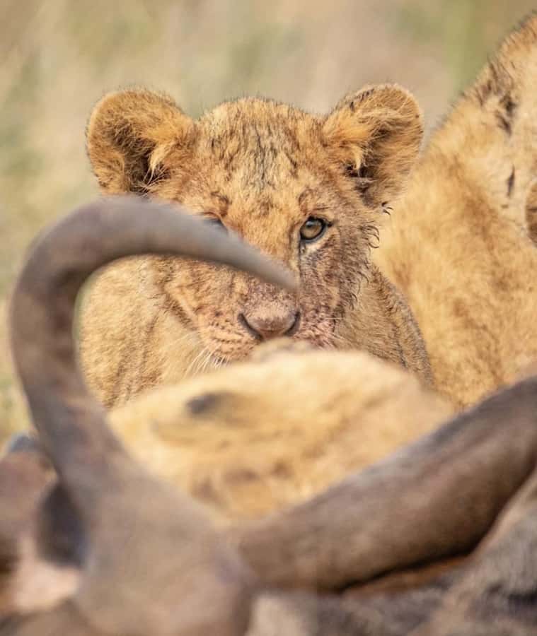 Nairobi: Nairobi National Park Half-Day Game Drive - Morning versus evening: choose based on your priorities