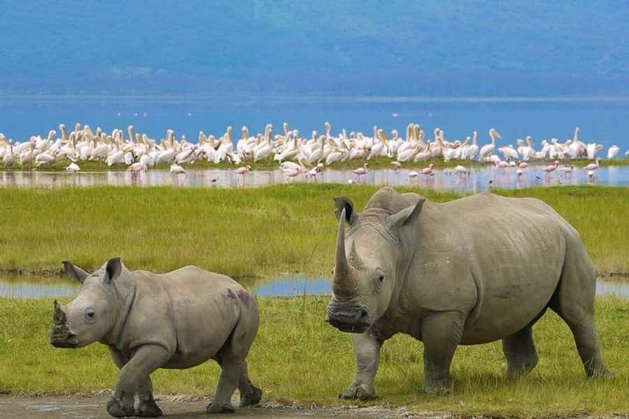 Nairobi: Nakuru National Park and Lake Naivasha Day Tour - Key highlights I’d plan around