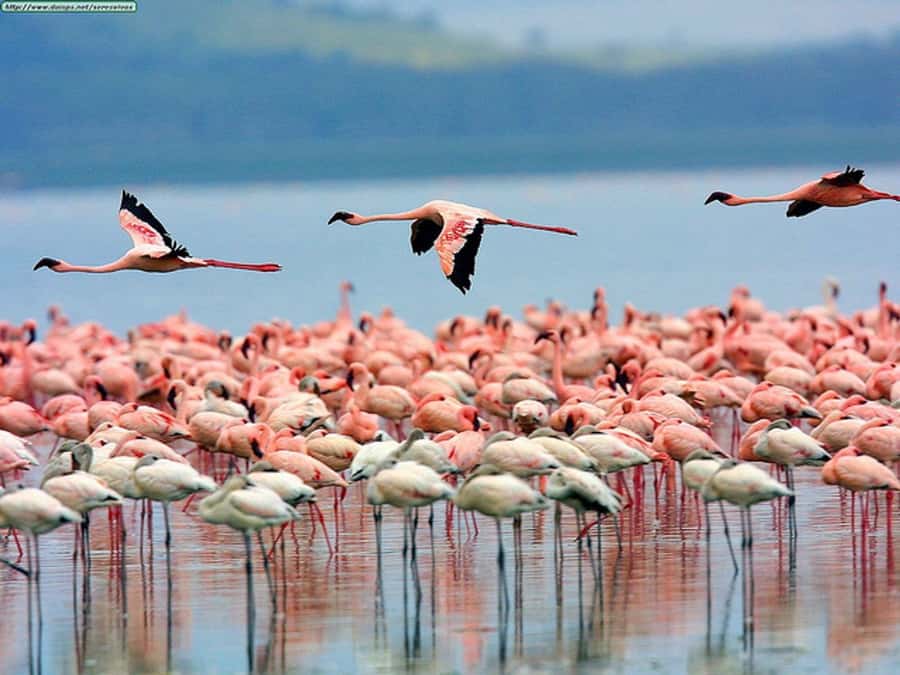 Nairobi: Nakuru National Park and Lake Naivasha Day Tour - From Nairobi to Nakuru: Rift Valley views that kick the day off