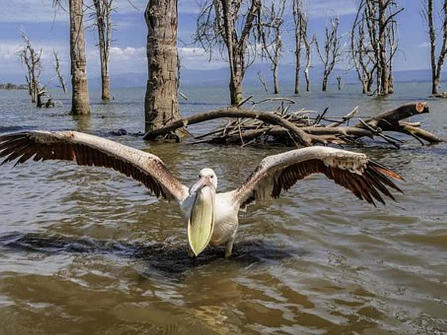 Nairobi: Nakuru National Park and Lake Naivasha Day Tour - Lunch at Lake Nakuru Lodge: plan for your own midday break