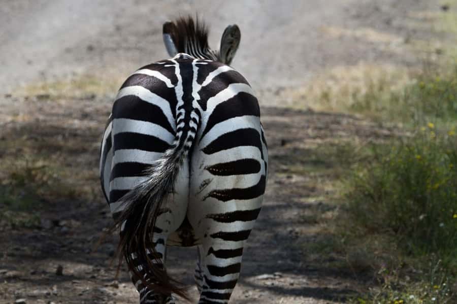 Nairobi: Nakuru National Park and Lake Naivasha Day Tour - Heading toward Lake Naivasha: why the scenery shift matters